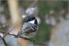<p>SÝKORA UHELNÍČEK (Periparus ater) /Coal tit - Tannenmeise/</p>